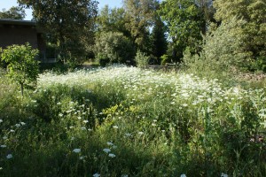 fleurs du mois de mai